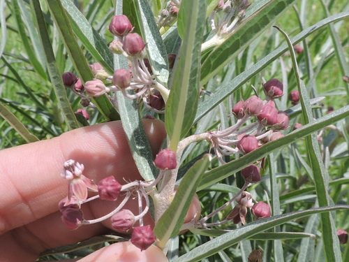 Bract milkweed (Asclepias brachystephana)