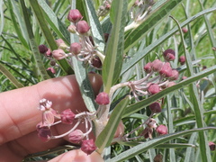 Asclepias brachystephana
