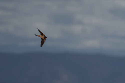 iNaturalist observation photo of Barn Swallow