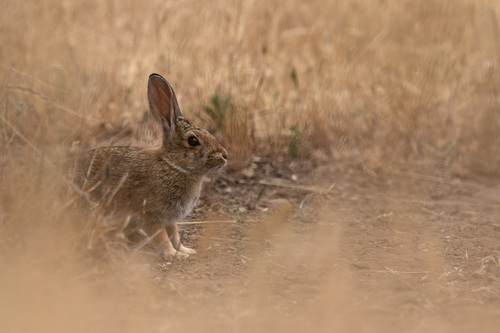 iNaturalist observation photo of Desert Cottontail