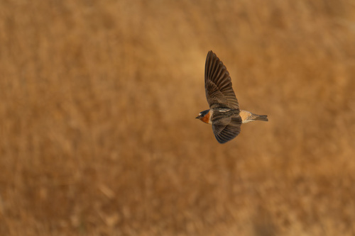 iNaturalist observation photo of Cliff Swallow