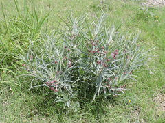 Asclepias brachystephana