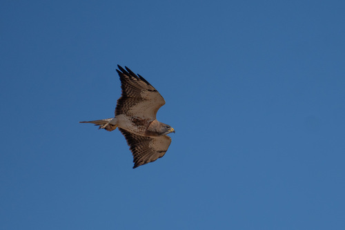 iNaturalist observation photo of Swainson's Hawk