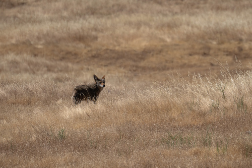 iNaturalist observation photo of Coyote