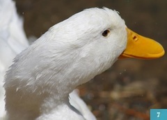 Anas platyrhynchos domesticus