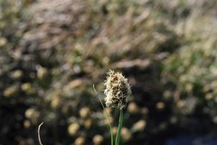 Carex nervina