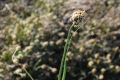 Carex nervina