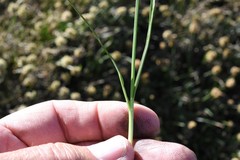 Carex nervina