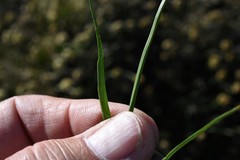 Carex nervina