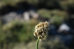 Carex nervina