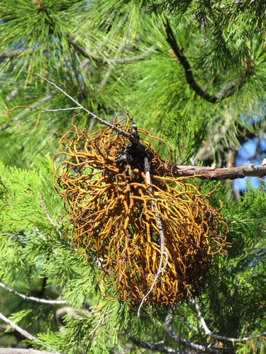 Incense cedar mistletoe (Phoradendron libocedri)