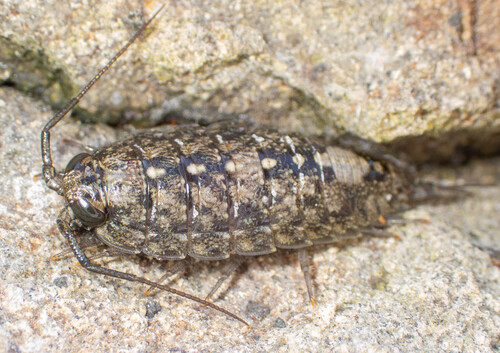 Western Sea Slater, photo 2 of 10