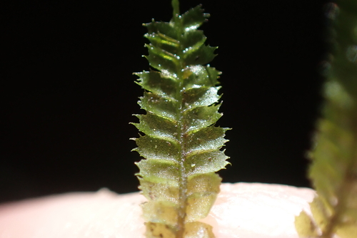 Plagiochila grossispina observed 2025-05-20