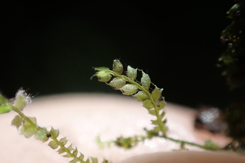 Plagiochila gracillima observed 2025-05-20