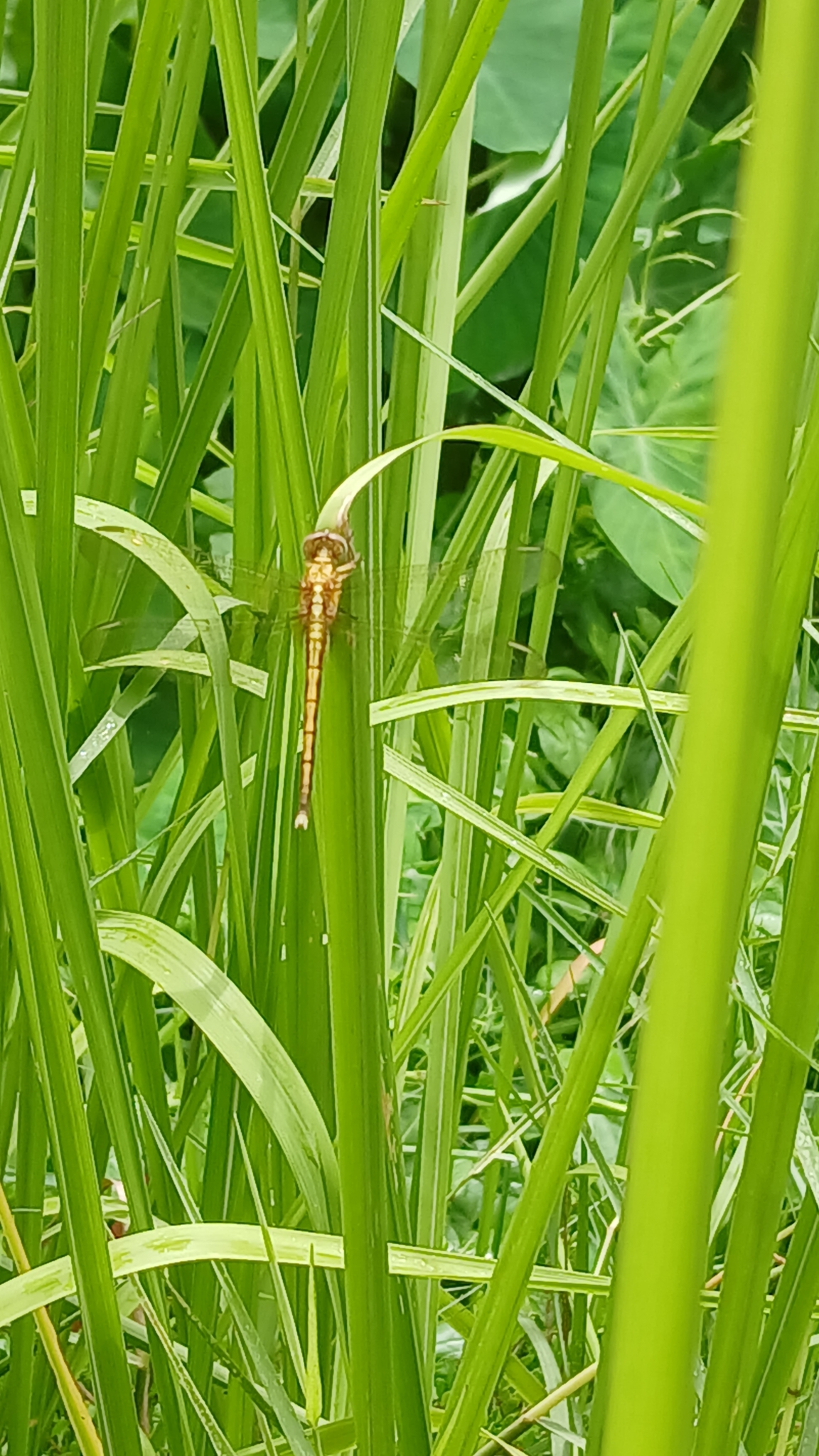 Marsh Skimmer