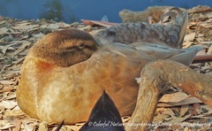 Anas platyrhynchos domesticus