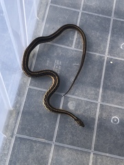 Thamnophis sirtalis sirtalis