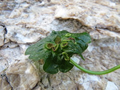 Rondaniola bursaria