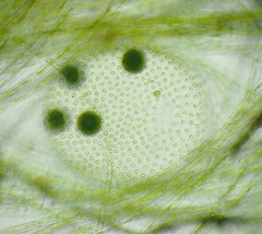 Volvox aureus