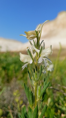 Delphinium rugulosum, photograph 3
