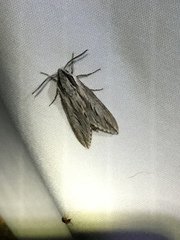 Sphinx dollii