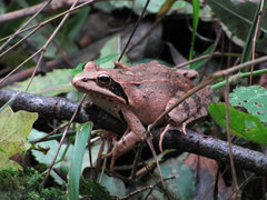 Rana macrocnemis