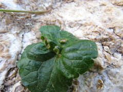 Rondaniola bursaria