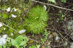 Selaginella pilifera