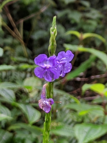 Stachytarpheta jamaicensis image