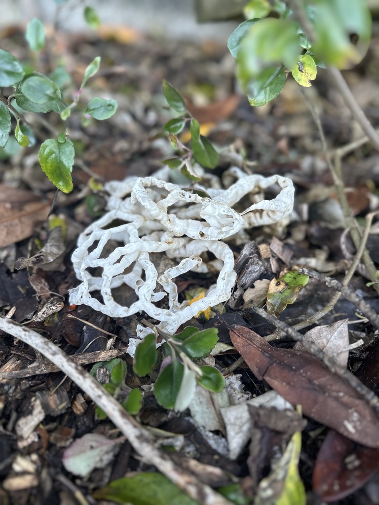 Ileodictyon cibarium · May 2025 · photo: © marmalade101 (iNaturalist, cc0)