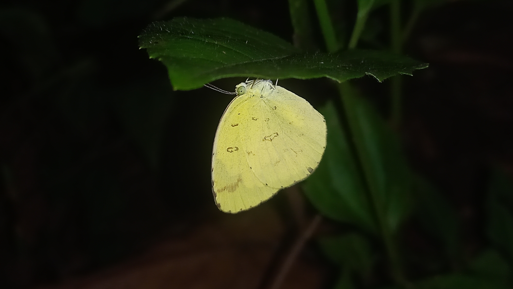 Common Grass Yellow