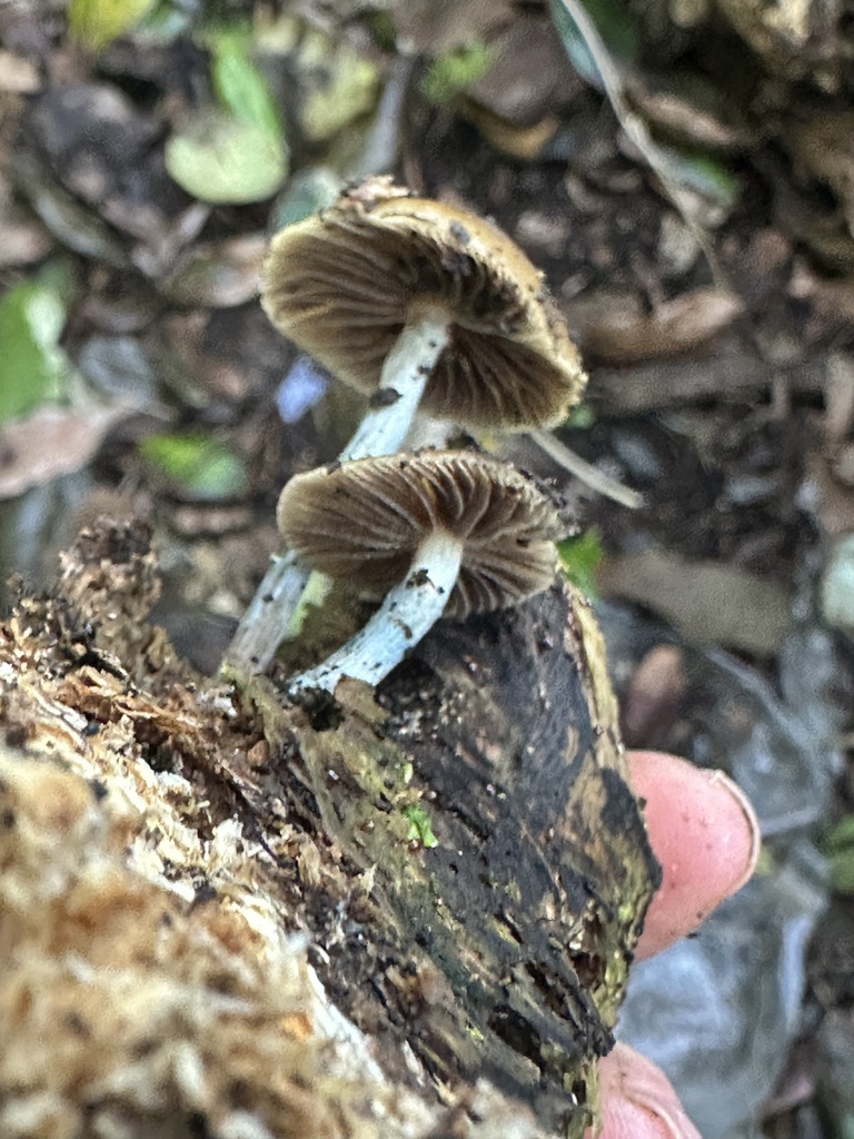 Psilocybe subaeruginosa · May 2025 · photo: © marmalade101 (iNaturalist, cc0)