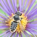 Golden-tailed Leafcutter Bee - Photo (c) Owen Strickland, some rights reserved (CC BY-NC), uploaded by Owen Strickland
