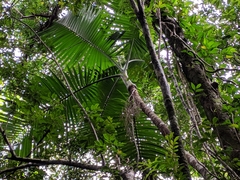 Dypsis lutescens
