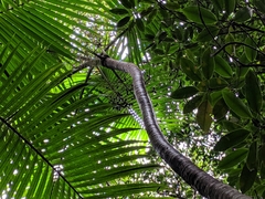 Dypsis lutescens