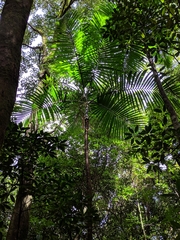 Dypsis lutescens