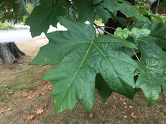 Acer macrophyllum