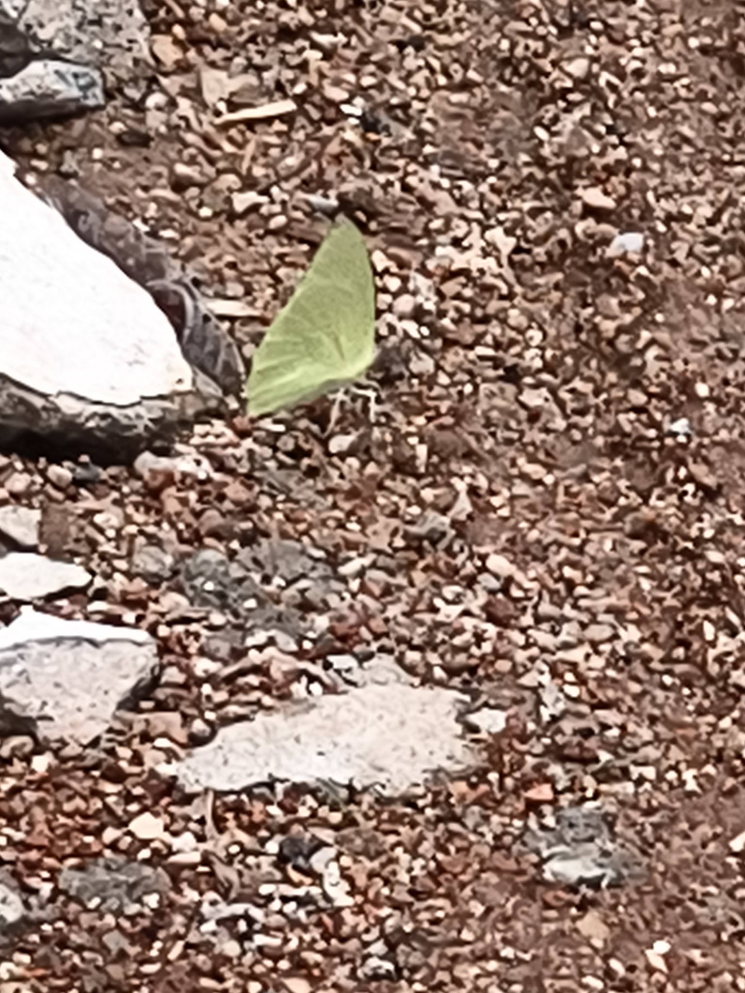 Lemon Emigrant