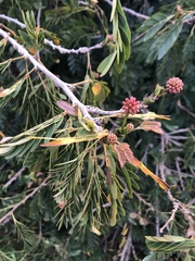 Calliandra tweediei
