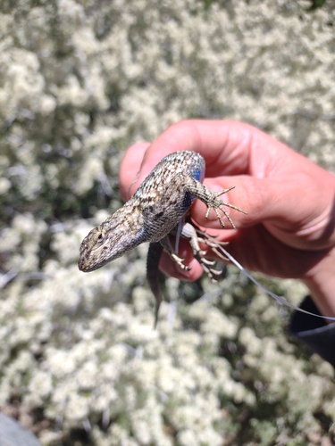 iNaturalist observation photo of Great Basin Fence Lizard