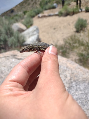 iNaturalist observation photo of Common Side-blotched Lizard