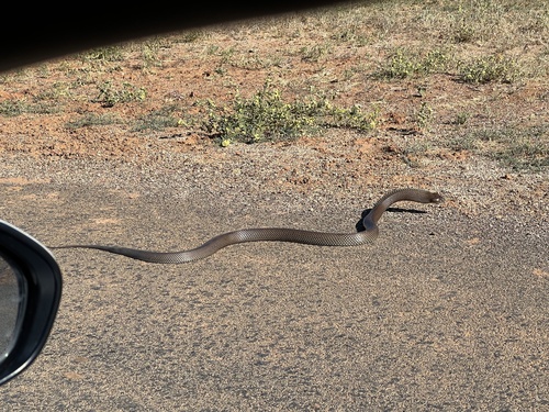 Mulga Snake sighting