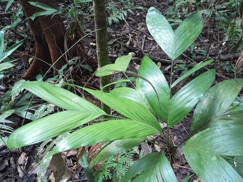 Walking-stick palm (Linospadix palmerianus)