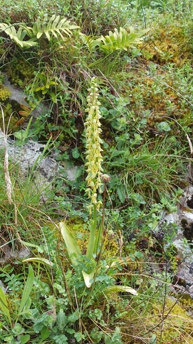 Man Orchid
