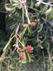 Calliandra tweediei