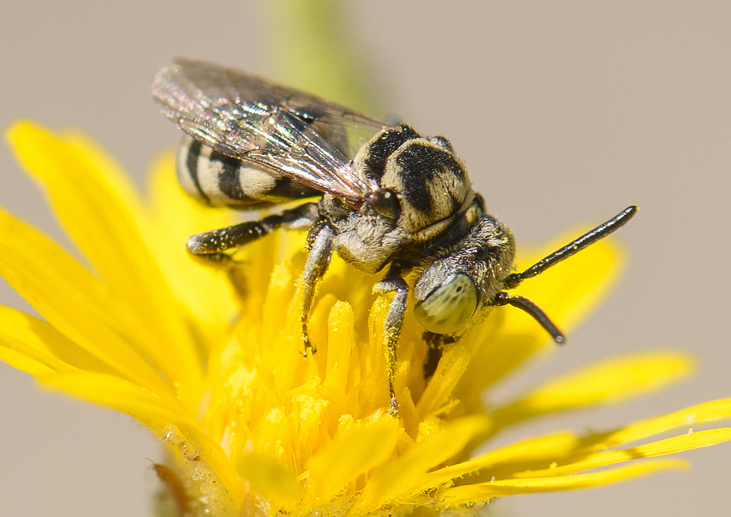 Least Cellophane-cuckoo Bee