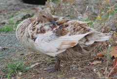 Anas platyrhynchos domesticus