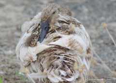 Anas platyrhynchos domesticus