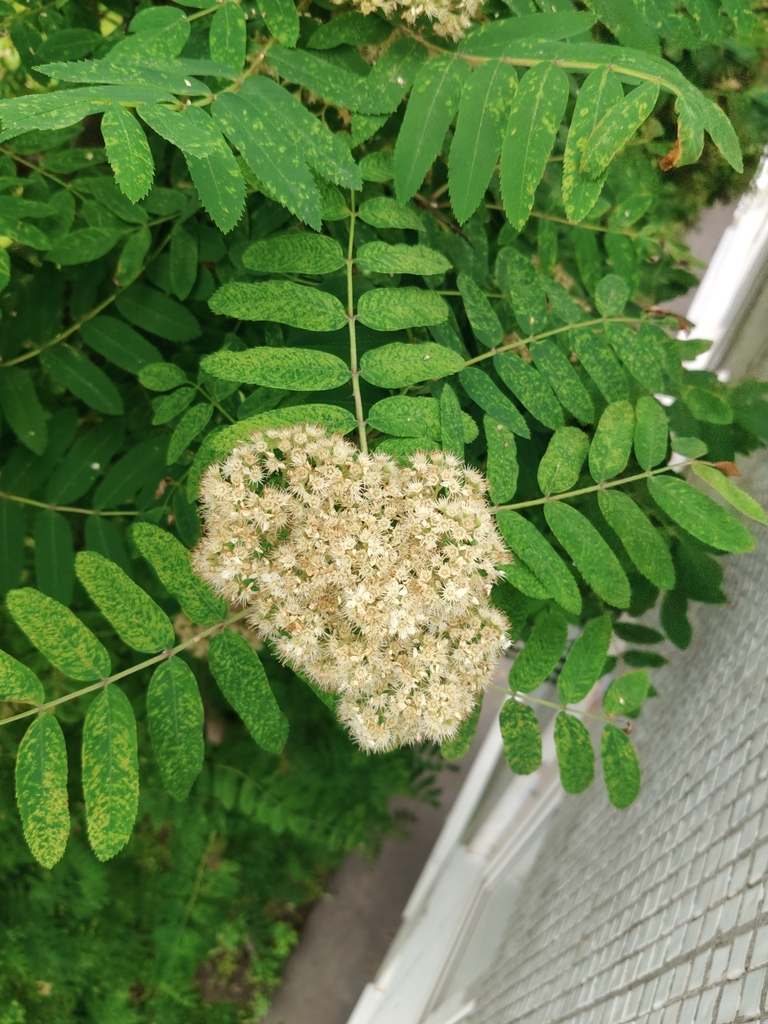 Crataegus