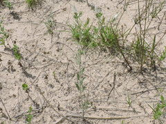 Mentzelia strictissima